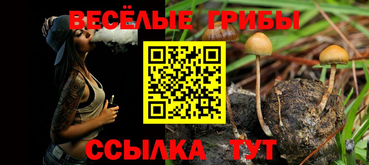 Псилоцибиновые грибы Psilocybe Кириши